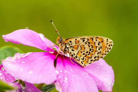 Butterfly on the colorful flower in nature.