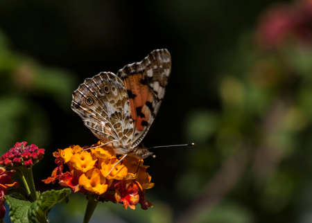 Butterfly on the colorful flower in nature.