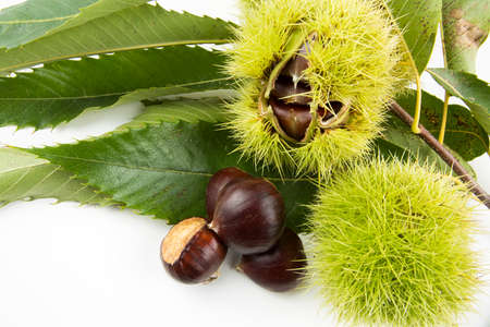 Ripe chestnuts close up. Raw Chestnuts for Christmas. Fresh sweet chestnut. Castanea sativa top wiew. Food background.の写真素材