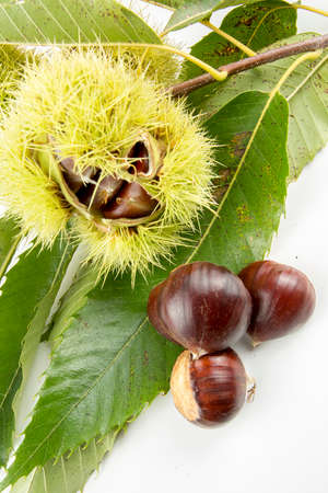 Ripe chestnuts close up. Raw Chestnuts for Christmas. Fresh sweet chestnut. Castanea sativa top wiew. Food background.の写真素材