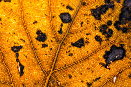 Dried leaves on the white background. Concept Photo.の写真素材