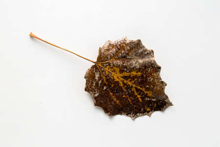 Dried leaves on the white background. Concept Photo.の写真素材