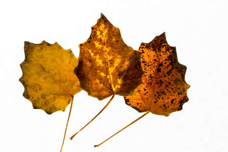 Dried leaves on the white background. Concept Photo.