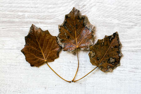 Dried leaves on the white background. Concept Photo.