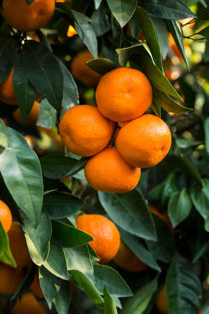 Fruit tree with green leaves and tangerine, mandarin fruitsの写真素材