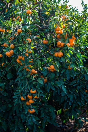 Fruit tree with green leaves and tangerine, mandarin fruitsの写真素材