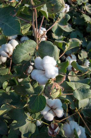 Cotton fields ready for harvesting, agricultureの写真素材