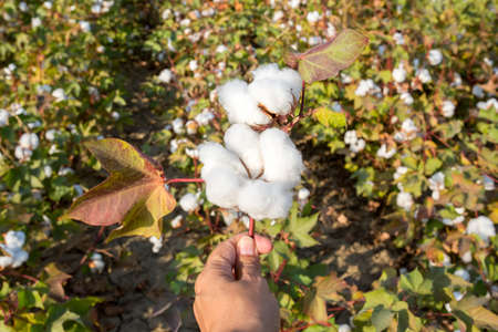 Cotton fields ready for harvesting, agricultureの写真素材