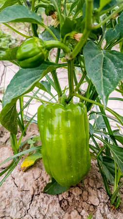 Fresh organic pepper field agriculture. Turkey Izmirの写真素材