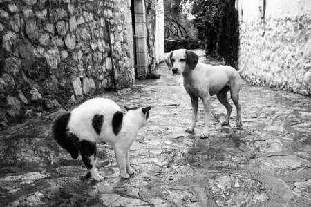 Stray cats. Turkey Mugla Datca stray cats.