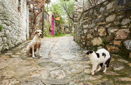 Stray cats. Turkey Mugla Datca stray cats.の写真素材