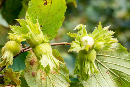 Green fresh hazelnut tree agriculture. Turkey / Ordu
