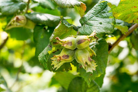 Green fresh hazelnut tree agriculture. Turkey / Ordu