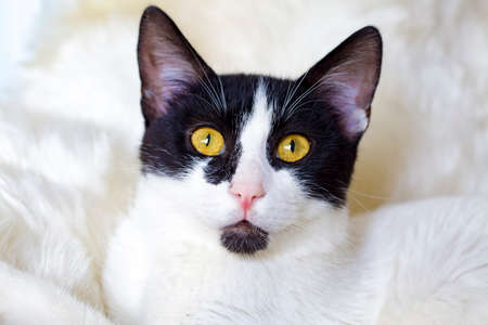 Pet animal; cute cat indoor