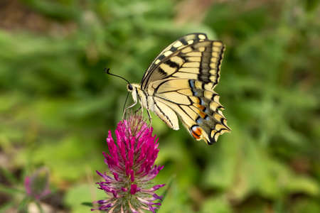 Beatiful butterfly on the plant in nature.の写真素材