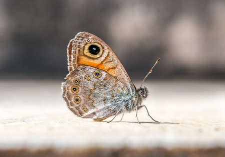 Beatiful butterfly on the plant in nature.の写真素材