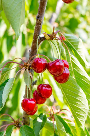 Cluster of ripe cherries on cherry tree