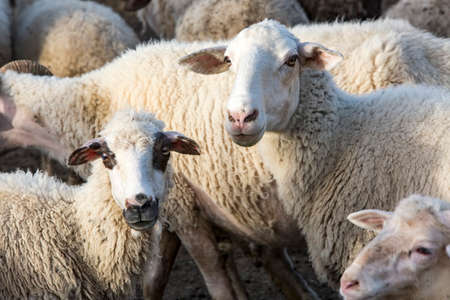 White sheep in farm, Portrait of a cute lambの写真素材