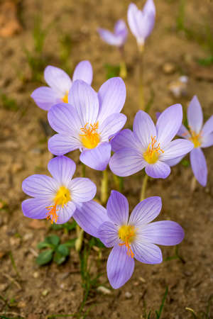 Purple crocus in nature. Seasonal blossom in garden.の写真素材