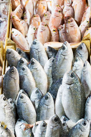 Seafood and raw fish market. Food concept photo.