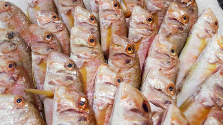 Seafood and raw fish market. Food concept photo.