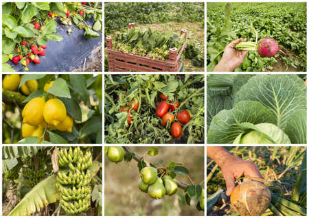 Fresh, organic fruits and vegetables agriculture collage. Harvest.の写真素材