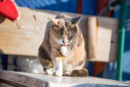 Stray catの写真素材