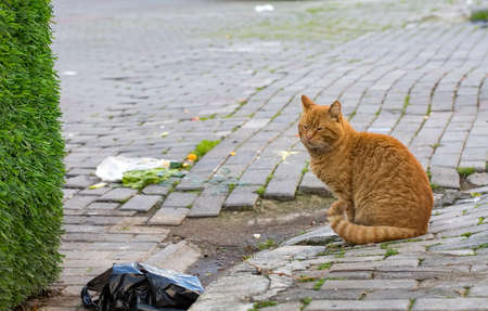 The stray cat. Derelict, forlorn, alone cat outdoor.の写真素材