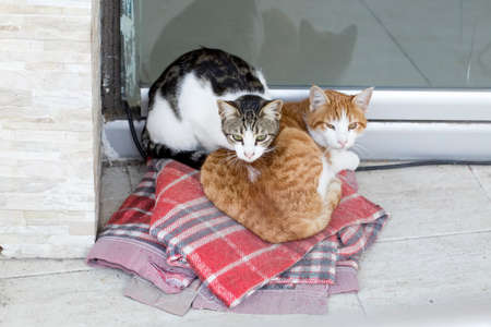 The stray cat. Derelict, forlorn, alone cat outdoor.の写真素材