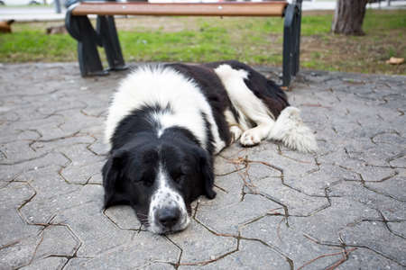 Stray dog Derelict, forlorn, alone dog outdoor.の写真素材
