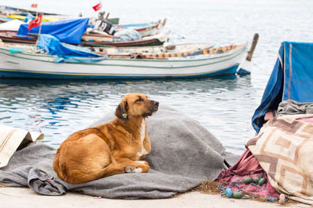 Stray dog Derelict, forlorn, alone dog outdoor.の写真素材