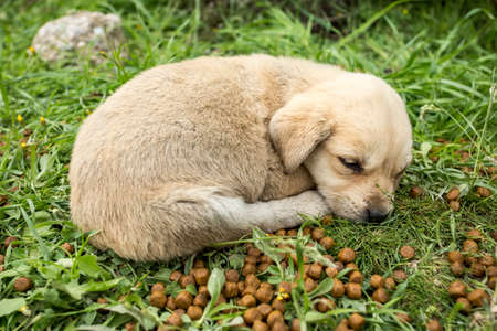Stray dog Derelict, forlorn, alone dog outdoor.の写真素材