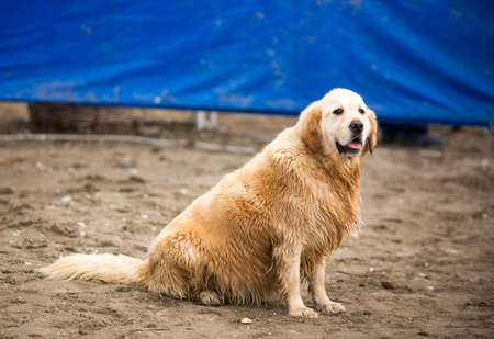 Stray dog Derelict, forlorn, alone dog outdoor.