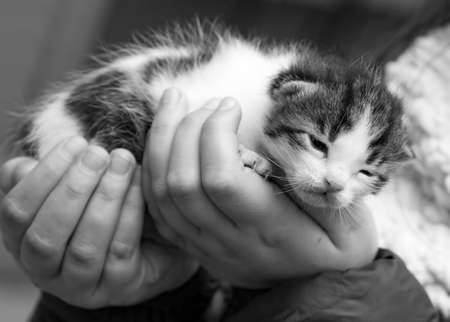 Pet animal; cute kitten cat. Newborn baby cat. House cat.の写真素材