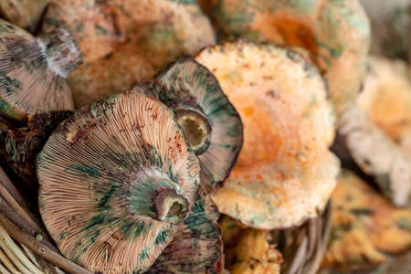 Pine trees mushrooms (Lactarius deliciosus) (Cintar mushroom)