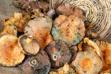 Pine trees mushrooms (Lactarius deliciosus) (Cintar mushroom)の写真素材