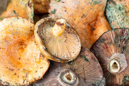 Pine trees mushrooms (Lactarius deliciosus) (Cintar mushroom)