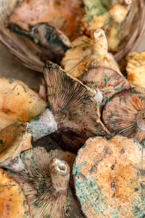 Pine trees mushrooms (Lactarius deliciosus) (Cintar mushroom)