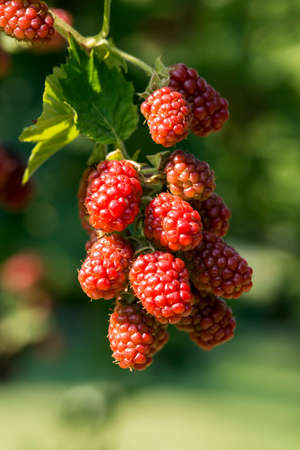 Blackberry ripe, ripening, and unripe green fruits on tree