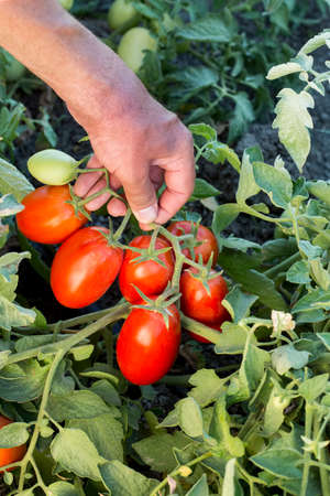 Beautiful red ripe heirloom tomatoes grown in a greenhouse. Gardening tomato photograph with copy...