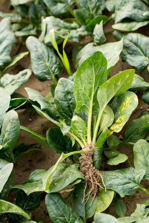 Green Spinach farming field in Turkey / Izmir