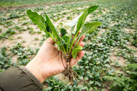 Green Spinach farming field in Turkey / Izmirの写真素材