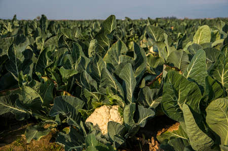 A white cauliflower surrounded by its leaves in a planted field. Turkey Izmirの写真素材