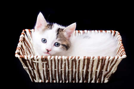 Pet aninal; cute cat indoor.の写真素材