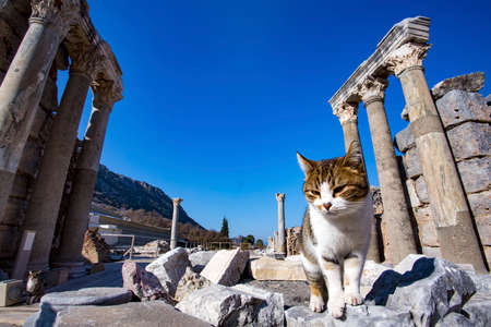 Travel concept photo; Turkey / Izmir / Selcuk Ephesus ancient city and catsの写真素材