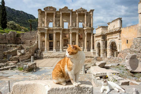 Travel concept photo; Turkey / Izmir / Selcuk Ephesus ancient city and catsの写真素材