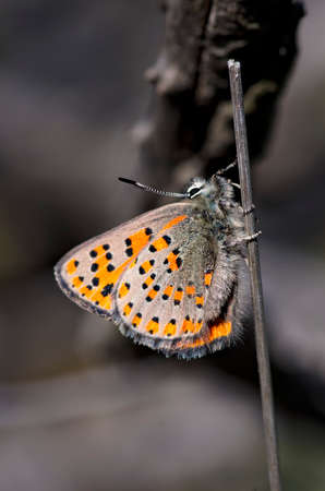 Beatiful butterfly on the various plant in nature.