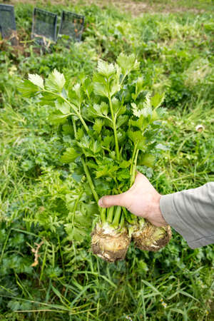 Agriculture celery plantation in the vegetable garden. Celery field Turkey / Izmir