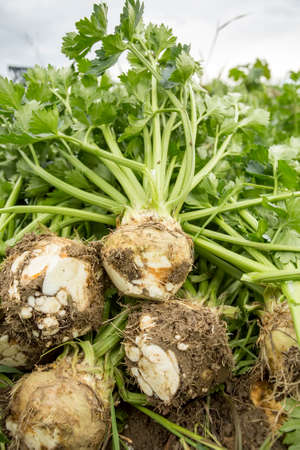 Agriculture celery plantation in the vegetable garden. Celery field Turkey / Izmir