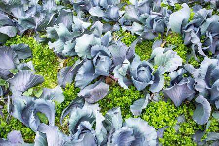 Red Cabbage close up in a farm field ready for cutting vitamins A, C, K, and the minerals potassium...